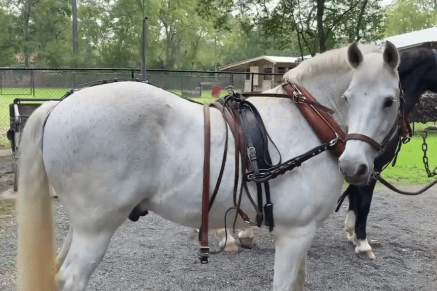 Pushmi-Pullyu: What is the Carriage Horse Really&nbsp;Doing?