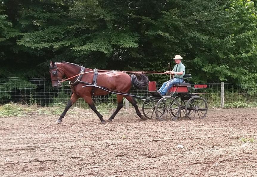 Selecting a Carriage&nbsp;Horse
