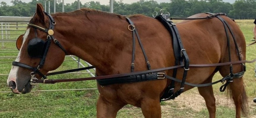 Starting a Horse to&nbsp;Harness