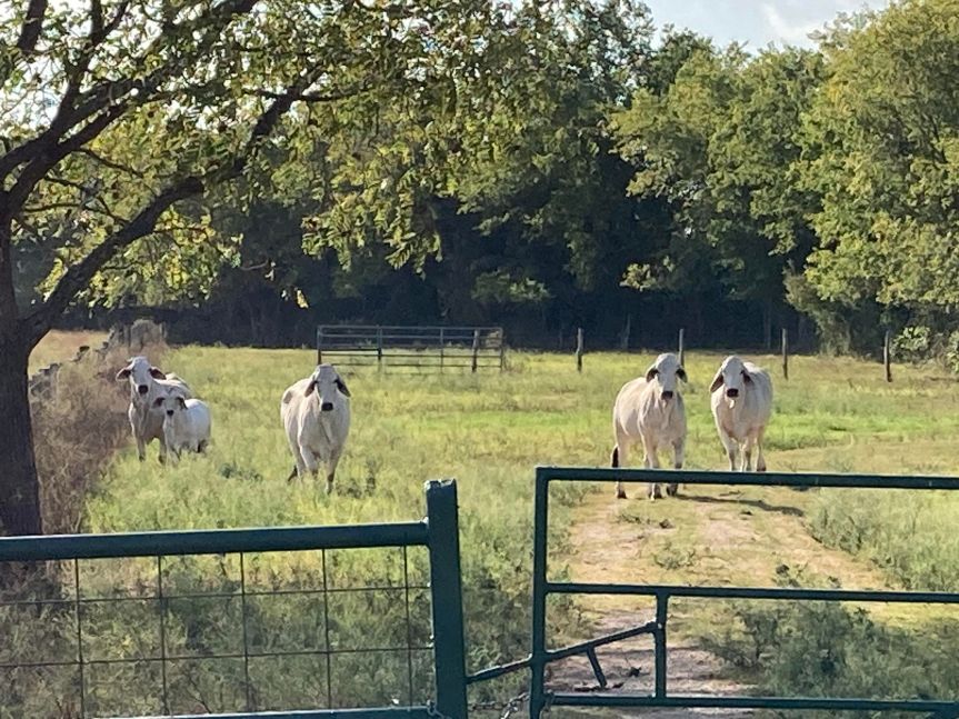 A Day at the&nbsp;Ranch!