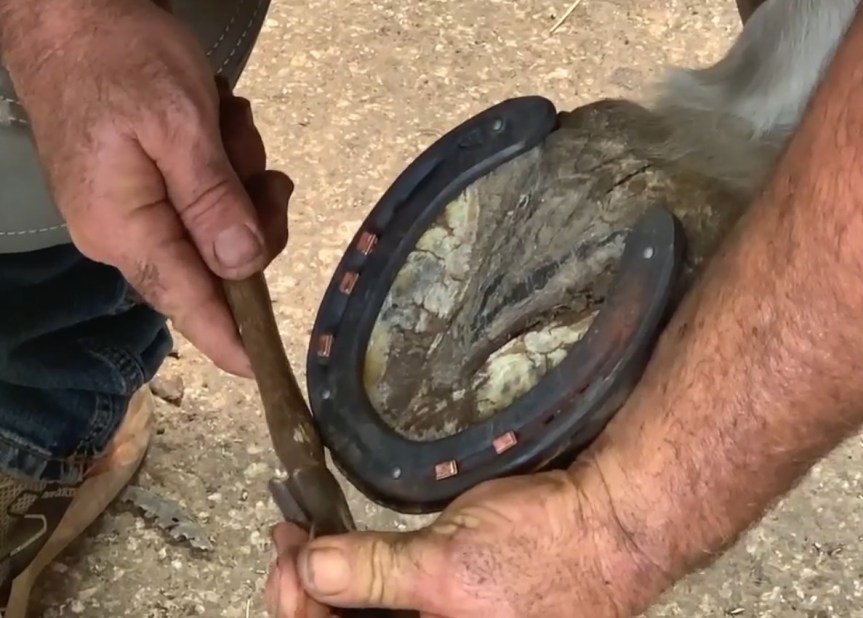 Libertad’s Farrier Appointment