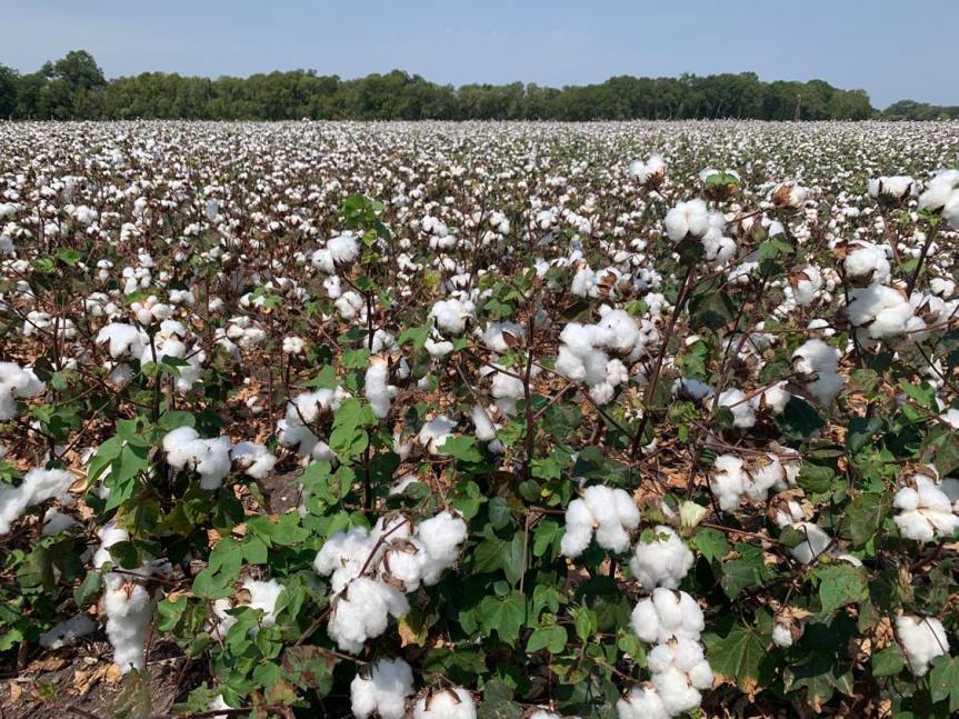 See How Cotton is Harvested at the&nbsp;Ranch!