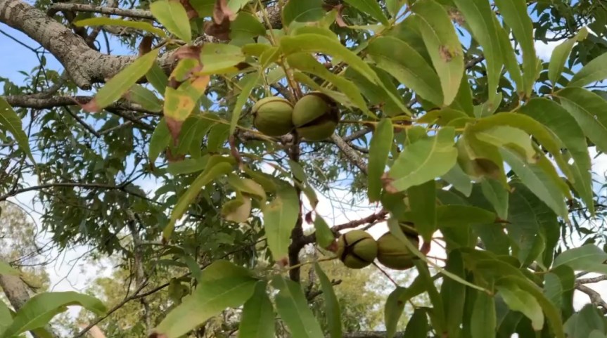 Libertad Visits the Pecan&nbsp;Grove