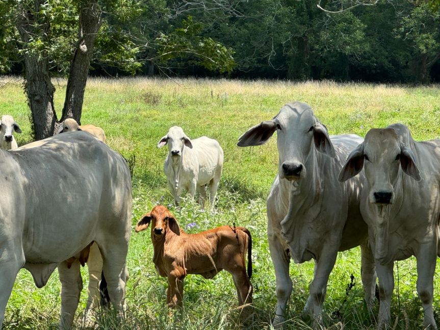 A Summer Day at the&nbsp;Ranch