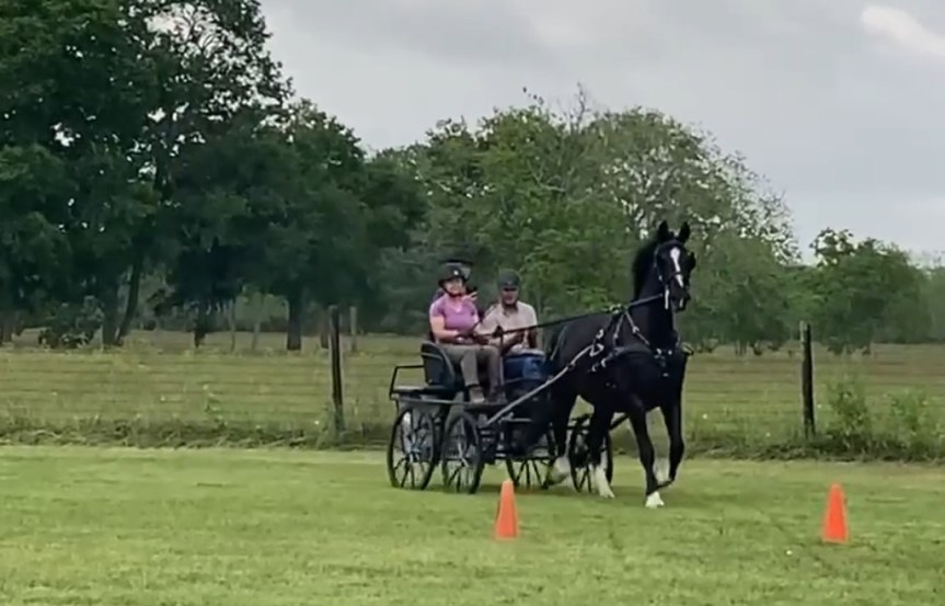 Coming Up in September 2024: Hinkson Valley Pony Club Driving&nbsp;Clinic!