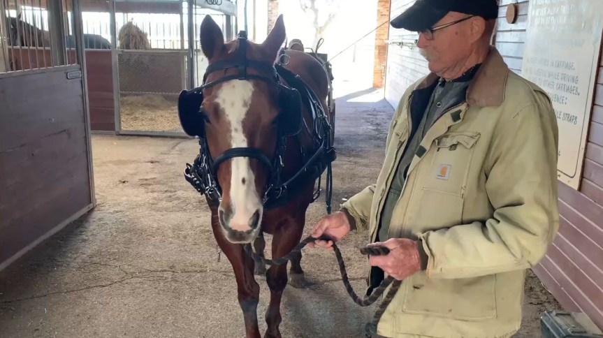 Starting a Horse to&nbsp;Drive