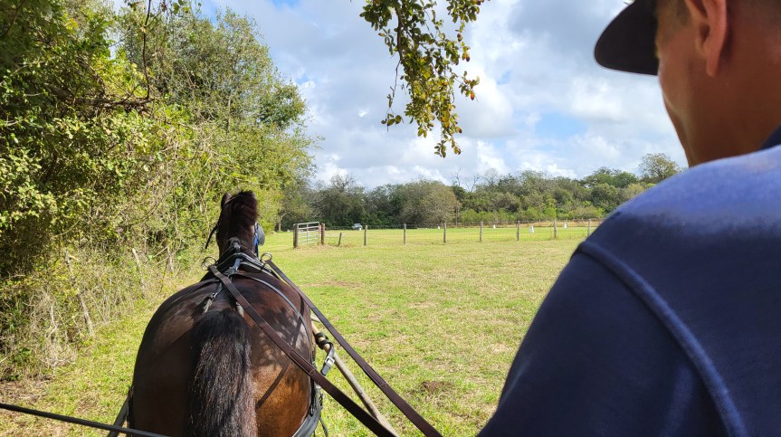 Getting Fen Ready for Her First Combined Driving&nbsp;Event!