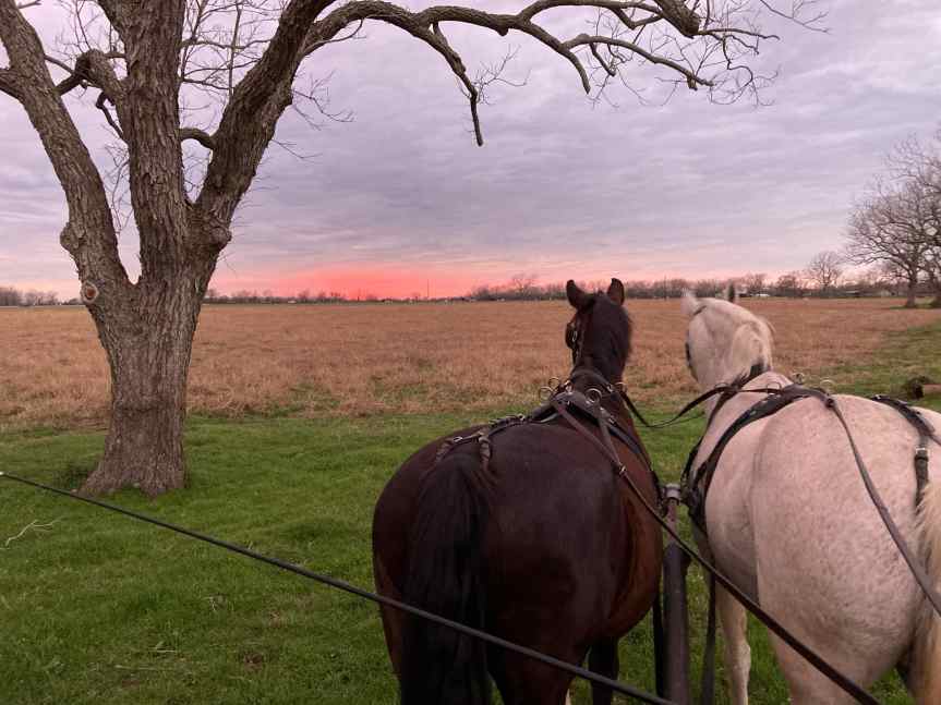 A Day in the Life of a Ranch Ride Carriage Drive&nbsp;Horse