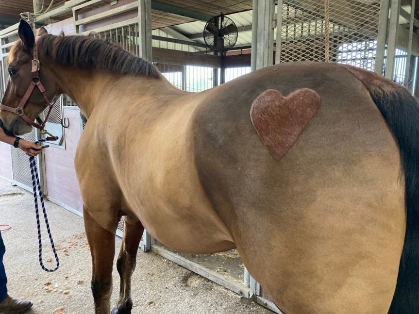 Ranch Ride Carriage Drive Wishes Everyone a Very  Happy Valentine’s Day!