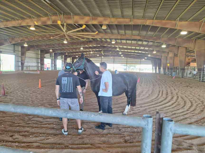 Summer 2025: Horsing&nbsp;Around!