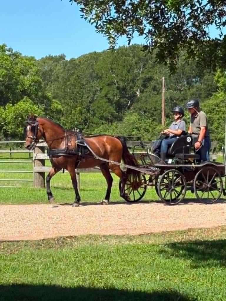 Bright Futures: Youth Carriage&nbsp;Driving